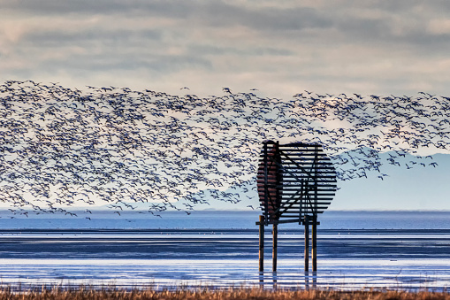 flock of snow geese in flight, Richmond, BC, Canada