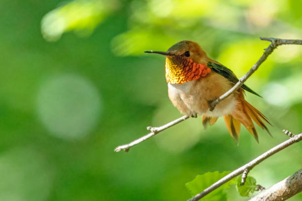4.000+ Fotos, Bilder und lizenzfreie Bilder zu Rubinkehlkolibri iStock