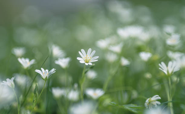 istock White flowers greater stitchwort selective focus 1395030837