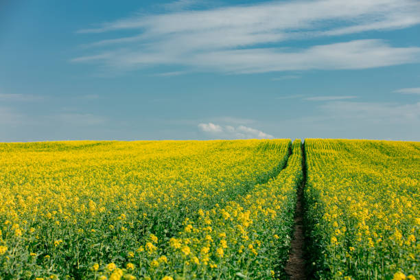 istock Rapeseed field in Poland, Europe 1395030839