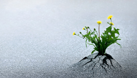 Plant emerging through asphalt against all odds. Symbol for natural forces and fantastic achievements. Copy space.