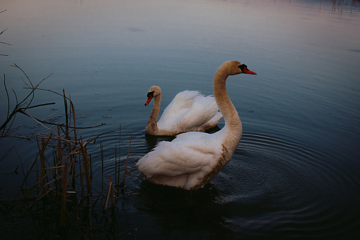 Two white swans in the natural environment in a lake on a nice summer evening