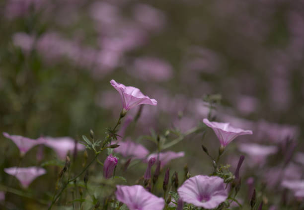 Abstract blurred colorful  nature public park outdoor background at spring and summer season with sunlight effect
