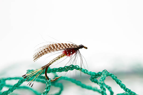 рыболовная fly - fishing fishing hook metal animal imitation стоковые фото и изображения
