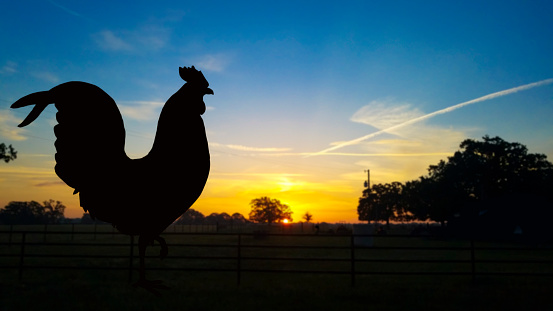 Sunrise in East Texas.  Rooster in foreground.