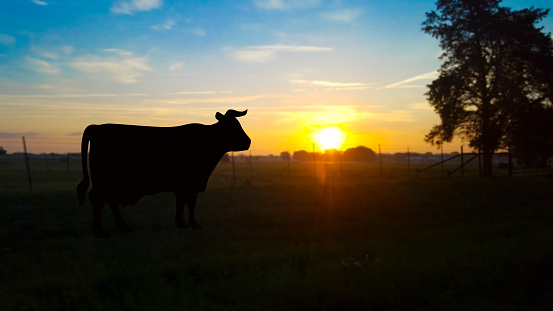Sunrise in East Texas. Cow in foreground.