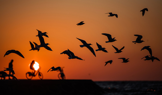 seagulls on sunset from Istanbul