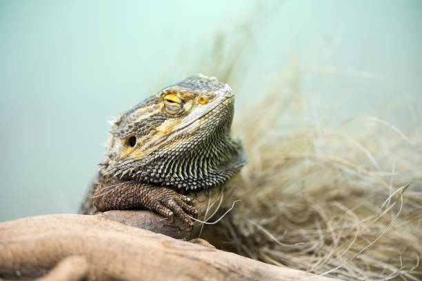 istock A picture of a pogona 1395033620