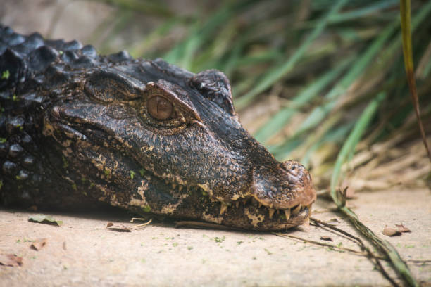 istock A picture of a crocodile 1395034270