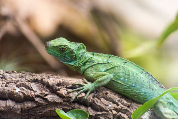 istock A picture of a lizard 1395034296
