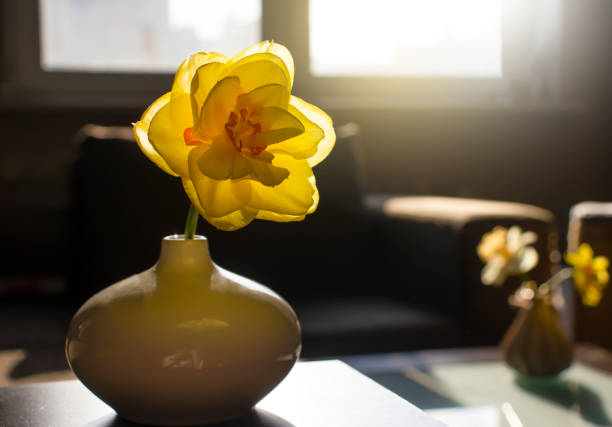 narcissus flower in a vase at home