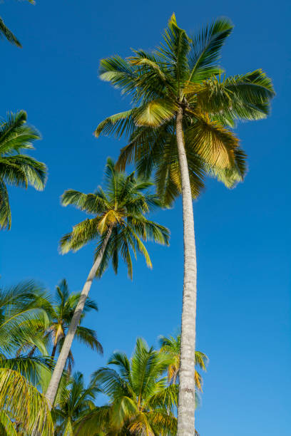 Coconut palm trees stock photo