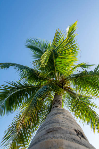 Coconut palm tree stock photo