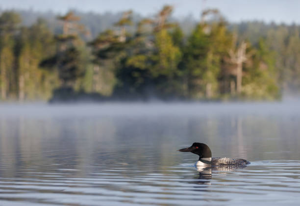 istock Common Loon in Maine 1395035481