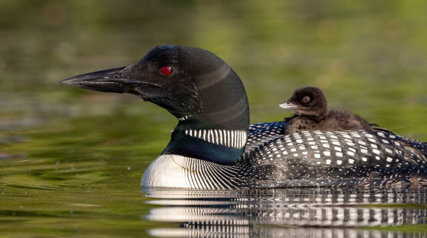 istock Common Loon in Maine 1395035560