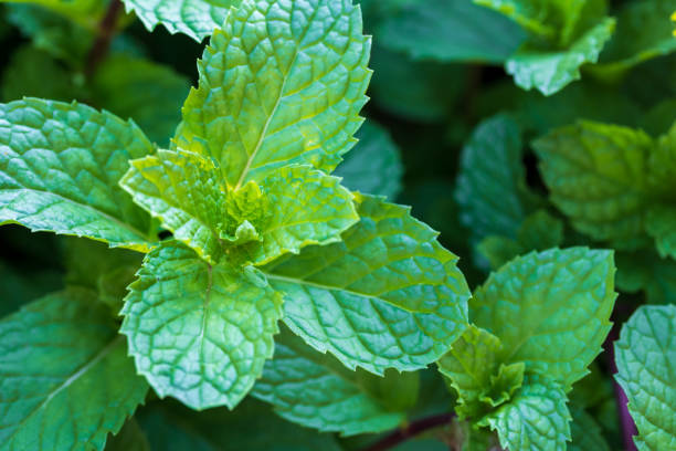 Mint plants grow at the vegetable garden. stock photo