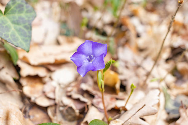 istock Vinca minor. Periwinkle, dwarf periwinkle, small periwinkle, common periwinkle. Is a species of flowering plant native to central and southern Europe 1395037495