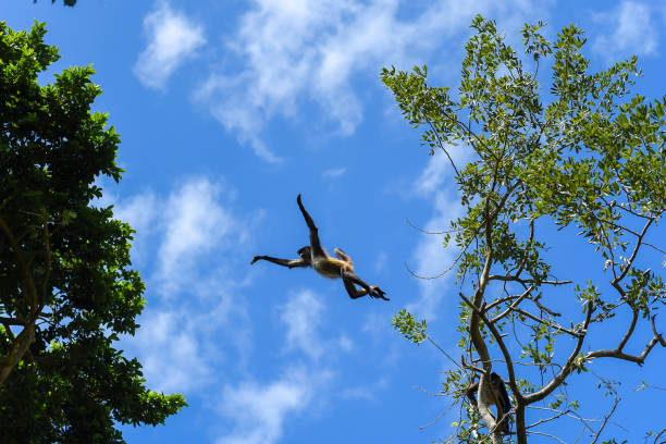 обезьяна прыгает между деревьями - gorilla west monkey wildlife стоковые фото и изображения