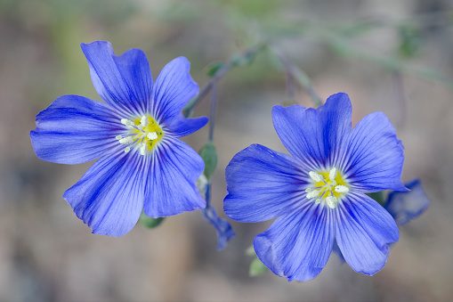 View of two ceratostigma plumbaginoidesblue blue flowers with a green and yellow background