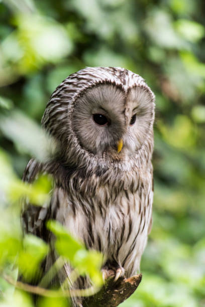 istock A picture of a owl 1395038335