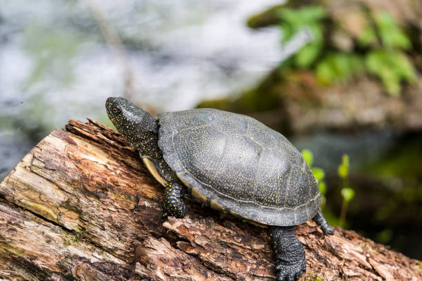 istock A picture of turtle 1395038392