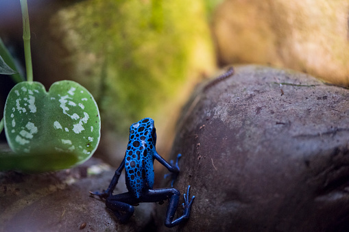 A picture of a beautiful blue and black frog