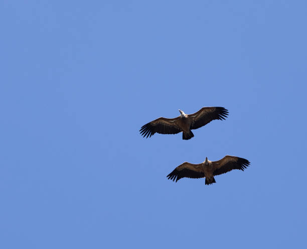 istock Two Griffon Vultures, Gyps fulvus, flying in tandem 1395040511