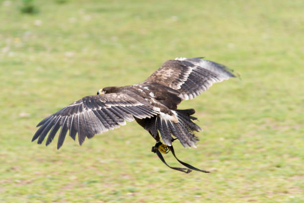 istock A picture of an hawk 1395040585