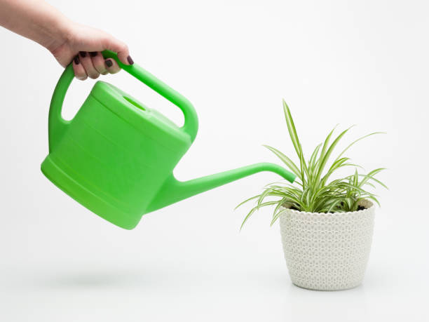 istock care for houseplants 1395040653
