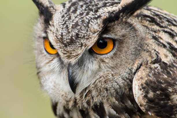 istock A picture of a owl 1395040669