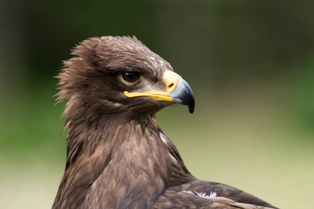 istock A picture of an hawk 1395041186