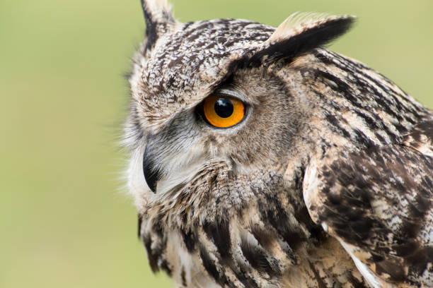 istock A picture of a owl 1395041223