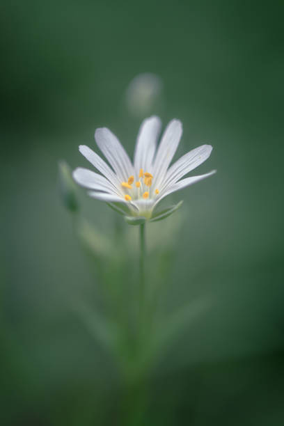 Close-up Ornithogalum Umbellatum. Wild Flowers in Their Natural Environment.
