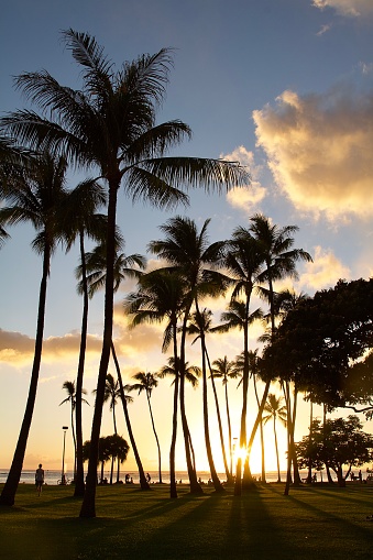 Sunset through the trees on Waikiki Beach, Honolulu