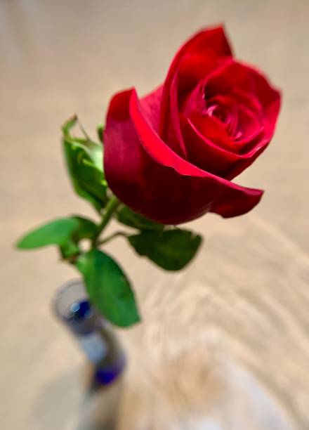 istock Single red rose soaring from a blue glass vase 1395043474