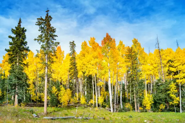 Colorful aspen trees in Cedar Breaks National Monument Utah USA on an autumn day.