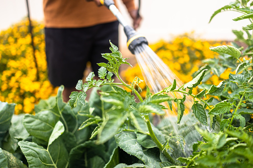 A senior black man working in his home garden in the back yard.