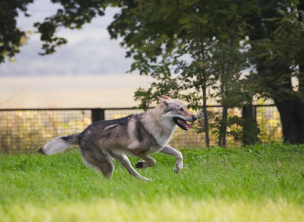 istock Czechoslovakian wolf in motion like a wolf 1395046217