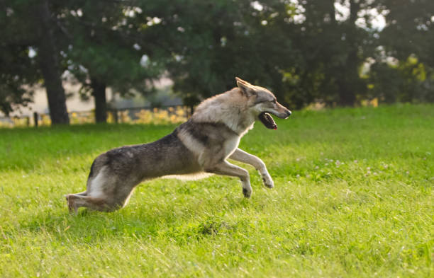 istock Czechoslovakian wolf in motion like a wolf 1395046219