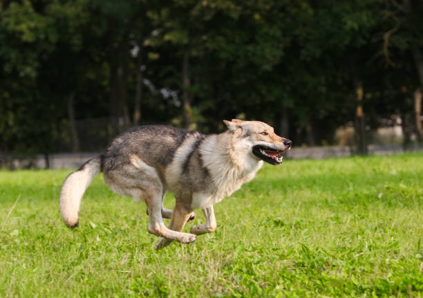 istock Czechoslovakian wolf in motion like a wolf 1395046227