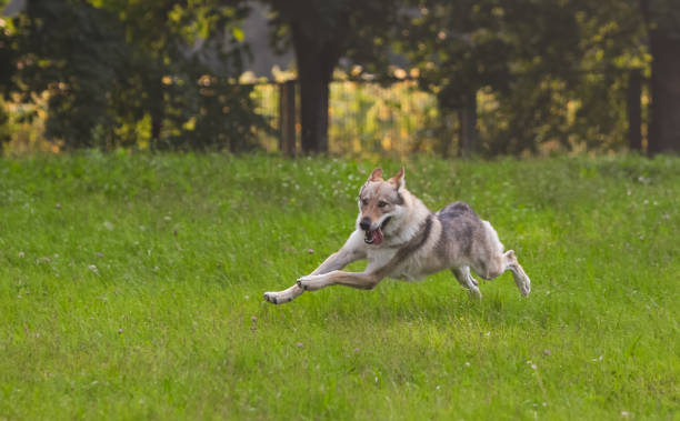 istock Czechoslovakian wolf in motion like a wolf 1395046230