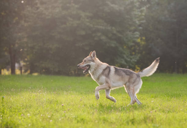 istock Czechoslovakian wolf in motion like a wolf 1395046231