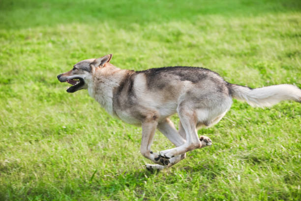 istock Czechoslovakian wolf in motion like a wolf 1395046232