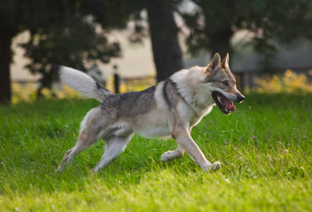 istock Czechoslovakian wolf in motion like a wolf 1395046234
