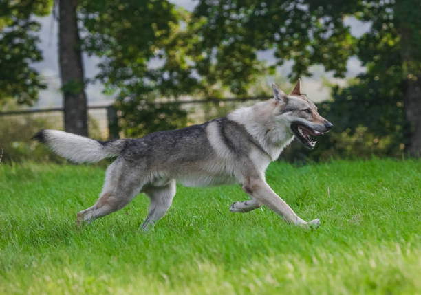 istock Czechoslovakian wolf in motion like a wolf 1395046235