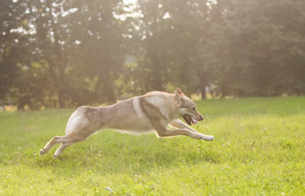 istock Czechoslovakian wolf in motion like a wolf 1395046236