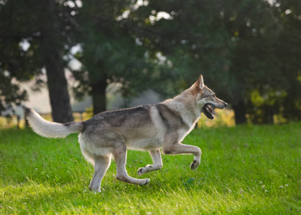 istock Czechoslovakian wolf in motion like a wolf 1395046237