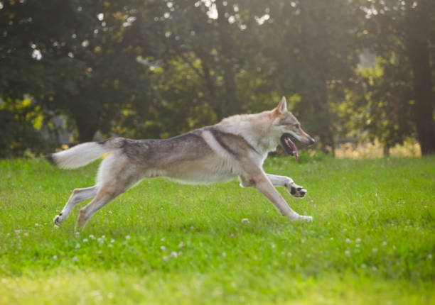 istock Czechoslovakian wolf in motion like a wolf 1395046238