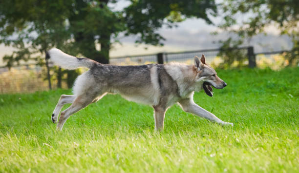 istock Czechoslovakian wolf in motion like a wolf 1395046239