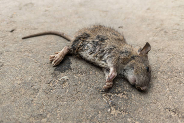 dead mouse body on sandy asphalt surface - dead animal mouse dead body death imagens e fotografias de stock